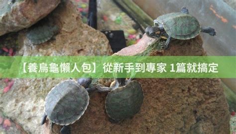 哪種烏龜最好養|【養烏龜懶人包】：從新手到專家，1篇就搞定